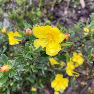 Hibbertia obtusifolia at Bungendore, NSW - 23 Oct 2020