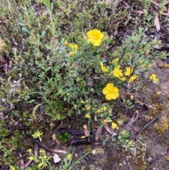 Hibbertia obtusifolia at Bungendore, NSW - 23 Oct 2020