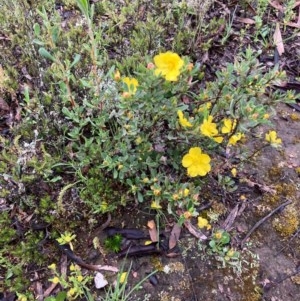 Hibbertia obtusifolia at Bungendore, NSW - 23 Oct 2020