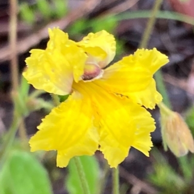 Velleia paradoxa (Spur Velleia) at Bungendore, NSW - 23 Oct 2020 by yellowboxwoodland