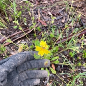 Velleia paradoxa at Bungendore, NSW - 23 Oct 2020