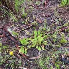 Velleia paradoxa at Bungendore, NSW - 23 Oct 2020