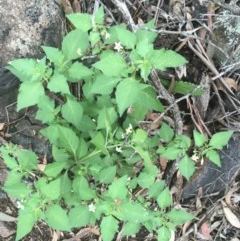 Solanum nigrum at O'Malley, ACT - 24 Oct 2020