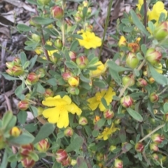 Hibbertia obtusifolia at O'Malley, ACT - 24 Oct 2020