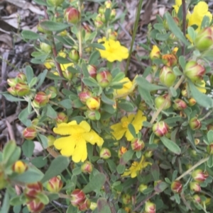 Hibbertia obtusifolia at O'Malley, ACT - 24 Oct 2020