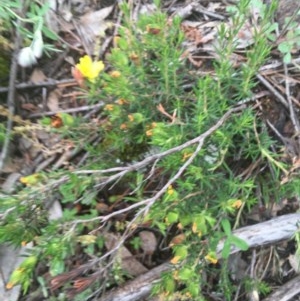 Hibbertia calycina at O'Malley, ACT - 24 Oct 2020