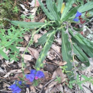 Echium vulgare at O'Malley, ACT - 24 Oct 2020