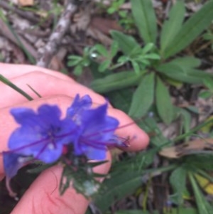 Echium vulgare at O'Malley, ACT - 24 Oct 2020