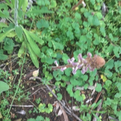 Orobanche minor (Broomrape) at O'Malley, ACT - 24 Oct 2020 by Tapirlord