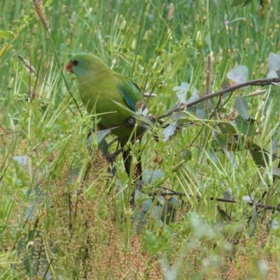 Polytelis swainsonii (Superb Parrot) at GG38 - 24 Oct 2020 by JackyF