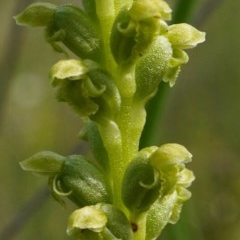 Microtis unifolia (Common Onion Orchid) at Downer, ACT - 23 Oct 2020 by shoko