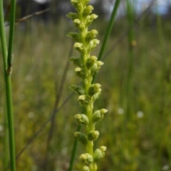 Microtis unifolia at Downer, ACT - 23 Oct 2020