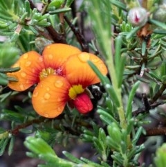 Dillwynia sericea (Egg And Bacon Peas) at Burra, NSW - 23 Oct 2020 by Safarigirl