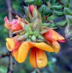 Pultenaea procumbens (Bush Pea) at Burra, NSW - 23 Oct 2020 by Safarigirl