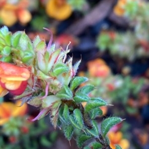 Pultenaea procumbens at Burra, NSW - 23 Oct 2020