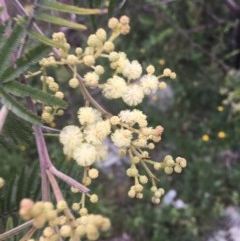 Acacia mearnsii at O'Malley, ACT - 24 Oct 2020