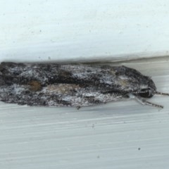 Agriophara dyscapna (A Gelechioid moth) at Ainslie, ACT - 23 Oct 2020 by jbromilow50