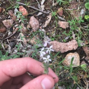 Silene gallica var. gallica at O'Malley, ACT - 24 Oct 2020