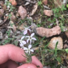 Silene gallica var. gallica at O'Malley, ACT - 24 Oct 2020 03:21 PM