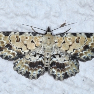 Sandava scitisignata at Ainslie, ACT - 23 Oct 2020