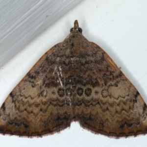 Chrysolarentia mecynata at Ainslie, ACT - 23 Oct 2020