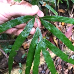 Pteris umbrosa (Jungle Brake) at Budderoo, NSW - 24 Oct 2020 by WattaWanderer