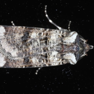 Agrotis porphyricollis at Ainslie, ACT - 23 Oct 2020