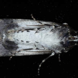 Agrotis porphyricollis at Ainslie, ACT - 23 Oct 2020