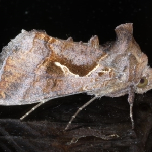 Chrysodeixis subsidens at Ainslie, ACT - 23 Oct 2020