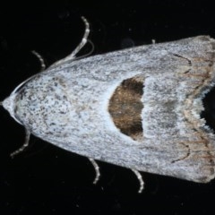 Armactica conchidia (Conchidia Moth) at Ainslie, ACT - 23 Oct 2020 by jbromilow50