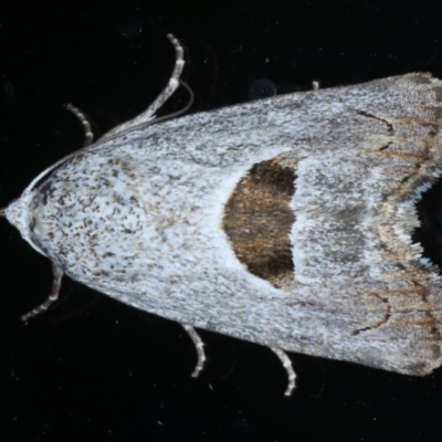 Armactica conchidia (Conchidia Moth) at Ainslie, ACT - 23 Oct 2020 by jb2602