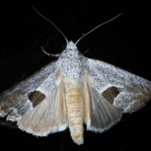 Armactica conchidia at Ainslie, ACT - 23 Oct 2020