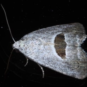 Armactica conchidia at Ainslie, ACT - 23 Oct 2020