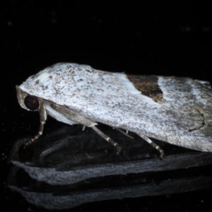 Armactica conchidia at Ainslie, ACT - 23 Oct 2020