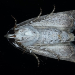 Armactica conchidia at Ainslie, ACT - 23 Oct 2020