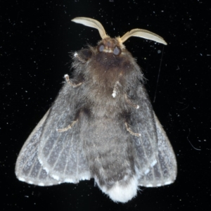 Symphyta nyctopis at Ainslie, ACT - 23 Oct 2020