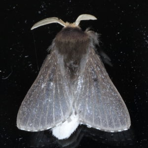 Symphyta nyctopis at Ainslie, ACT - 23 Oct 2020