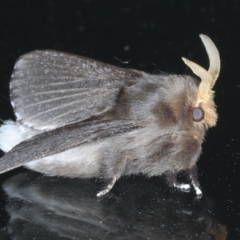 Symphyta nyctopis at Ainslie, ACT - 23 Oct 2020