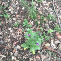 Echium plantagineum (Paterson's Curse) at Garran, ACT - 24 Oct 2020 by Tapirlord