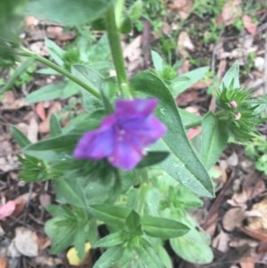 Echium plantagineum at Garran, ACT - 24 Oct 2020