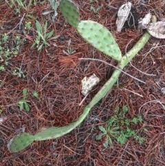 Opuntia stricta (Common Prickly Pear) at O'Malley, ACT - 24 Oct 2020 by Tapirlord