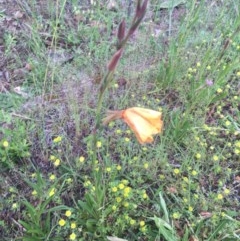 Oenothera stricta subsp. stricta (Common Evening Primrose) at Red Hill, ACT - 24 Oct 2020 by Tapirlord