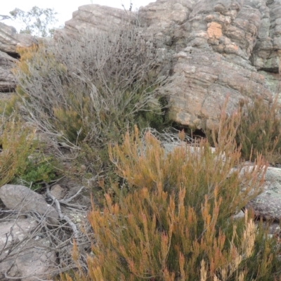 Allocasuarina nana (Dwarf She-oak) at Endeavour Reserve (Bombala) - 21 Jul 2020 by michaelb