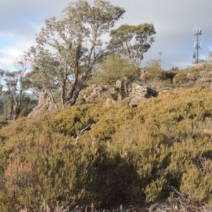 Allocasuarina nana at Bombala, NSW - 21 Jul 2020