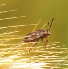 Pentatomoidea (superfamily) (Unidentified Shield or Stink bug) at Jerrabomberra, NSW - 23 Oct 2020 by TmacPictures