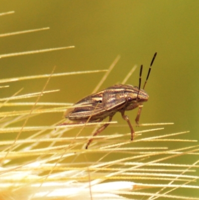 Pentatomoidea (superfamily) (Unidentified Shield or Stink bug) at Mount Jerrabomberra QP - 23 Oct 2020 by TmacPictures