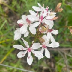 Burchardia umbellata (Milkmaids) at Kambah, ACT - 24 Oct 2020 by Shazw