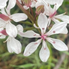 Burchardia umbellata at Kambah, ACT - 24 Oct 2020 11:00 AM