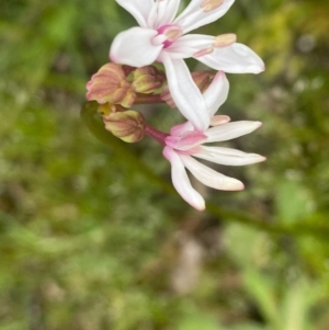 Burchardia umbellata at Kambah, ACT - 24 Oct 2020