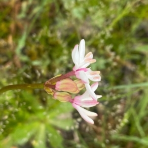 Burchardia umbellata at Kambah, ACT - 24 Oct 2020 11:00 AM